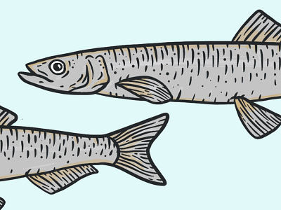 Capelin Fish blue capelin fish illustration under the sea