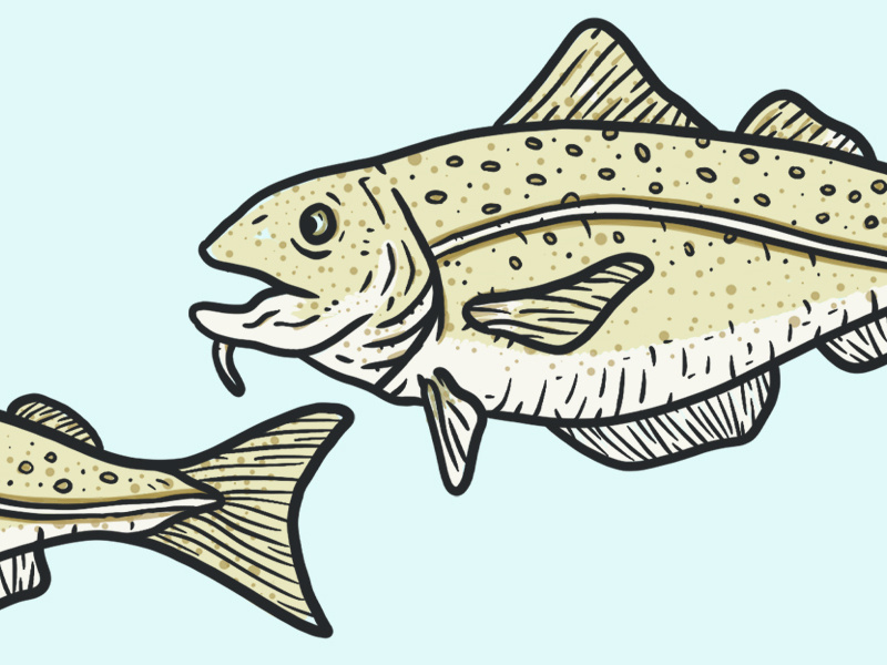Cod Fish blue under the sea illustration fish cod