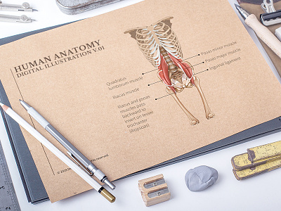 Human Anatomy Digital Illustration anatomic anatomy bones digital drawing health human anatomy muscle illustration lighments medical medicine study