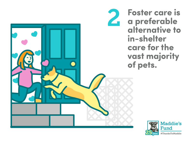 Maddie S Fund 2nd Guiding Principle For Foster Programs By