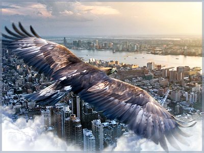 Golden Eagle bird birdview city flight golden eagle illustration photoshop retouch web