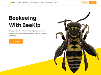 Beekip Header minimal photoshop typography ui web