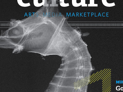 Horsefish magazine seahorse transparency x ray