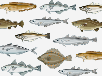 Fishies fish illustration
