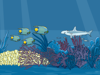 BVI infographic fish illustration shark