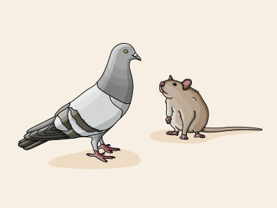 The pigeon and the mouse illustration mouse pigeon