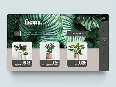 Ficus. -  Shop