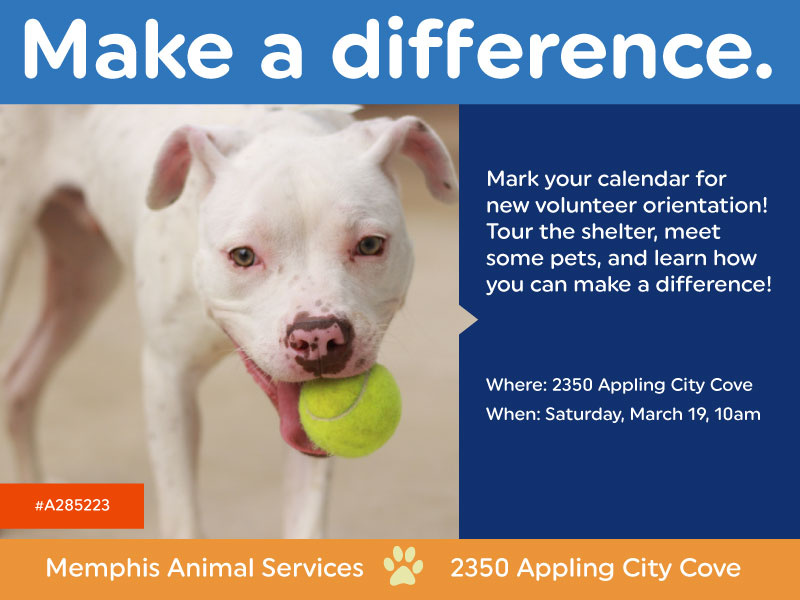 March Volunteer Ad for Memphis Animal Services by Beth Spencer on Dribbble
