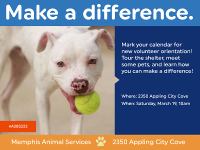 March Volunteer Ad for Memphis Animal Services ad for volunteering cat dog graphic graphic design volunteer ad