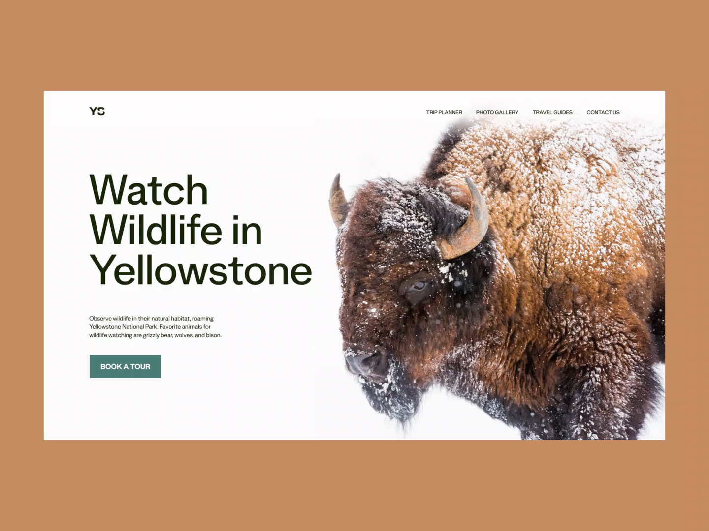 Wildlife Homepage Interaction Design by Broworks Studio on Dribbble