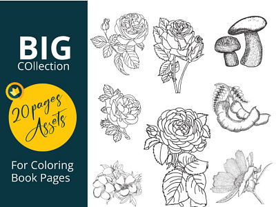 Coloring book pages design for KDP pages