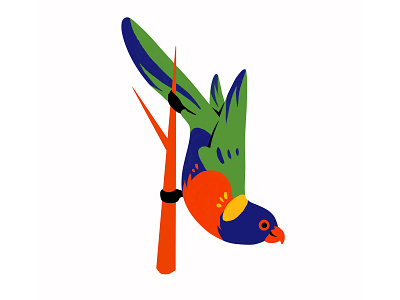Lorikeet animal australia australiana bird colourful cute design illustration illustrator lorikeet native bird parrot procreate rainbow wildlife