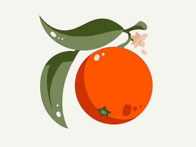Orange botanical bright colourful design flat flora food fruit illustration illustrator ingredient juicy orange orange blossom perfume tasty