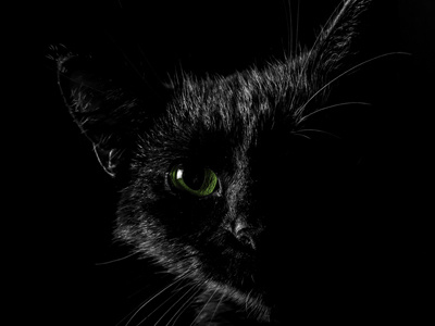 Kestutė black cat