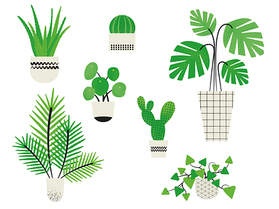 Houseplant Illustrations colour design graphic design houseplants illustration plants vector