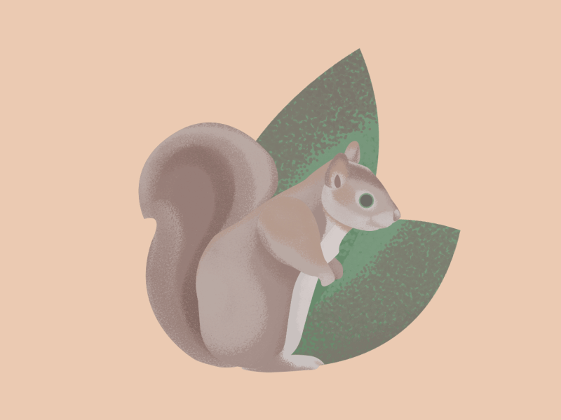 Squirrel animal animatedgif cute illustration squirrel webdesign