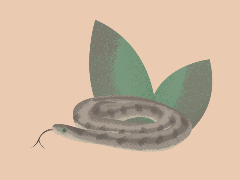 Snake animal animatedgif brown snake cute illustration snake webdesign