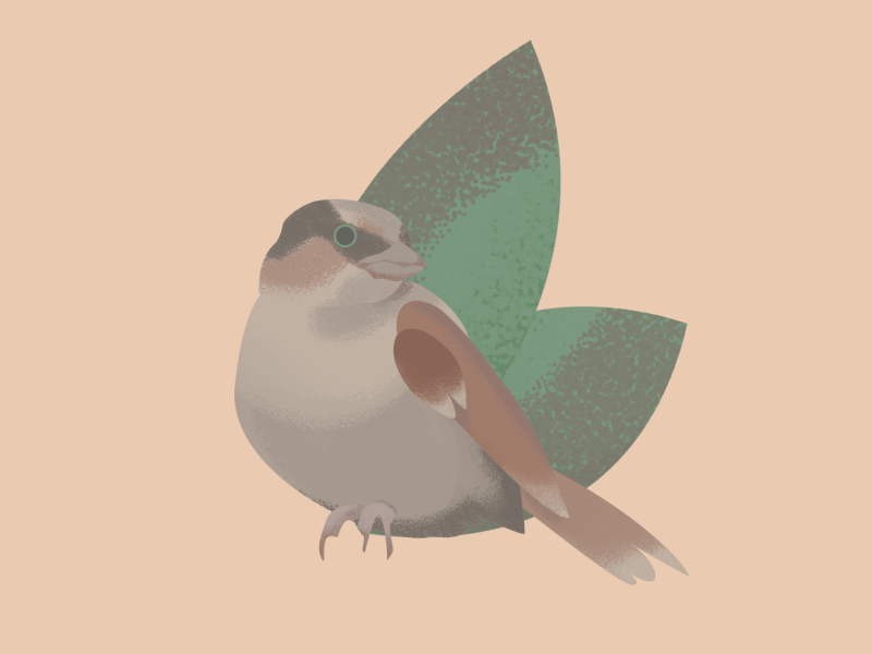 Sparrow animal animatedgif cute illustration sparrow webdesign