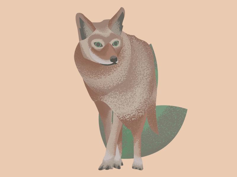 Coyote animal animatedgif coyote cute illustration webdesign