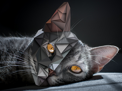 Cat Polygon