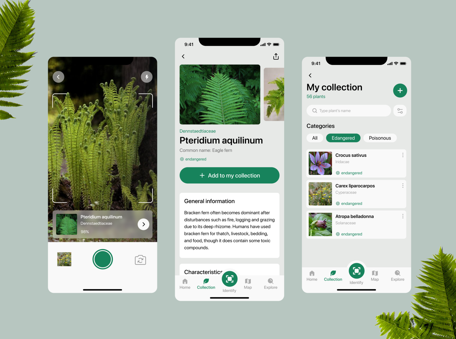 plant-recognition-app-by-margarita-tanchik-on-dribbble