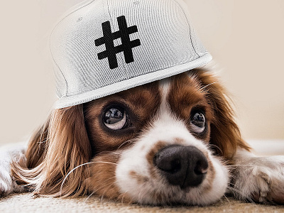 King Charles Spaniel for @iTrendCasual on IG apparel dog doggy hashtag hashtags insta instagram king pup puppy snapback snapchat socialmedia trend trending trendy