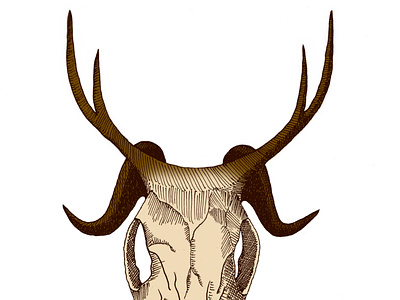 bone-head crosshatching hatching illustration