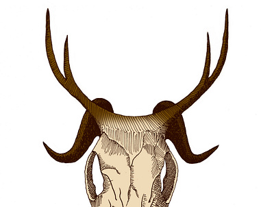 bone-head crosshatching hatching illustration