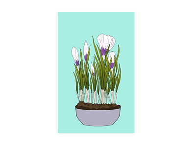 Spring bulbous plants in a pot. Purple and white crocuses. Vecto bulb crocus flowers illustration plant pot purple spring stock vector vector illustration