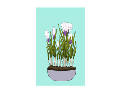 Spring bulbous plants in a pot. Purple and white crocuses. Vecto