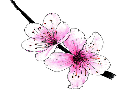Watercolor sakura flower. Cherry blossom cherry cherryblossom flower illustration sakura spring vector watercolor