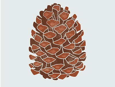 Pine Cone Series design illustration pinecones