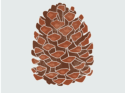 Pine Cone Series design illustration pinecones