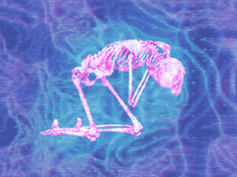 Decay decay skeleton