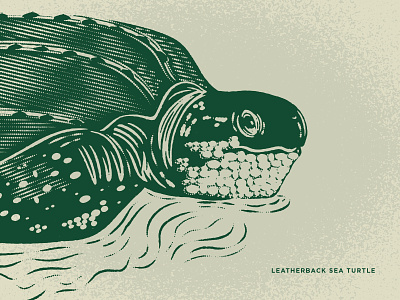 Leatherback Sea Turtle design detail illustration linework nature texture turtle vector