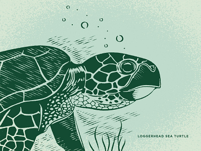 Loggerhead Sea Turtle design illustration sea texture turtle vector