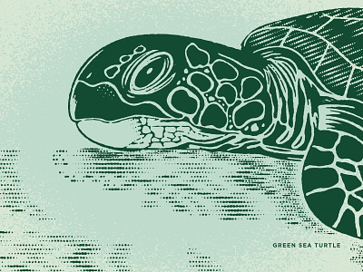 Green Sea Turtle branding design illustration nature sea sea turtle texture turtle vector
