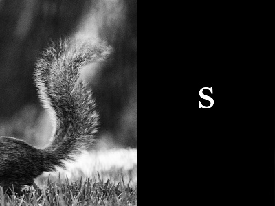 'S'quirrely letter letterform nature photo s shape squirrel type wildlife