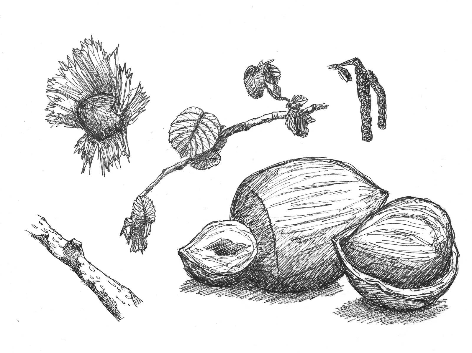 nature sketch nature sketch