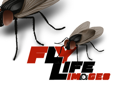 FlyLlife logo photoshop