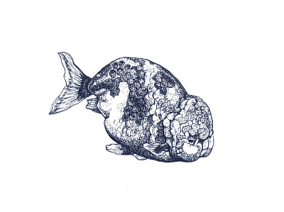 Plump fish art drawing illustraion illustration ink sketch