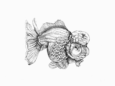 Lionhead goldfish art artwork drawing illustraion illustration ink