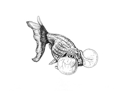 fancy fish art artwork drawing illustraion illustration illustrator ink