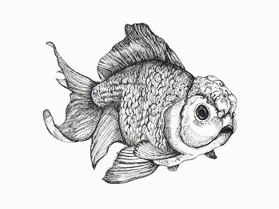 Lionhead Goldfish art artwork drawing illustraion illustration sketch