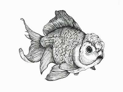 Lionhead Goldfish