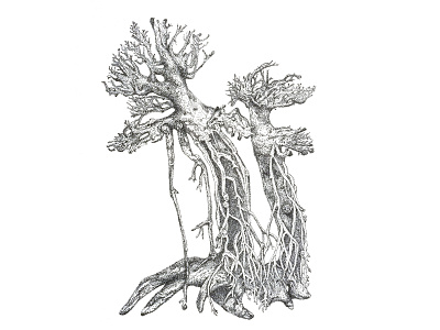 Driftwood art artwork drawing illustraion ink