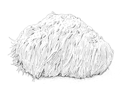 Lion's main mushroom art artwork drawing illustraion illustration ink