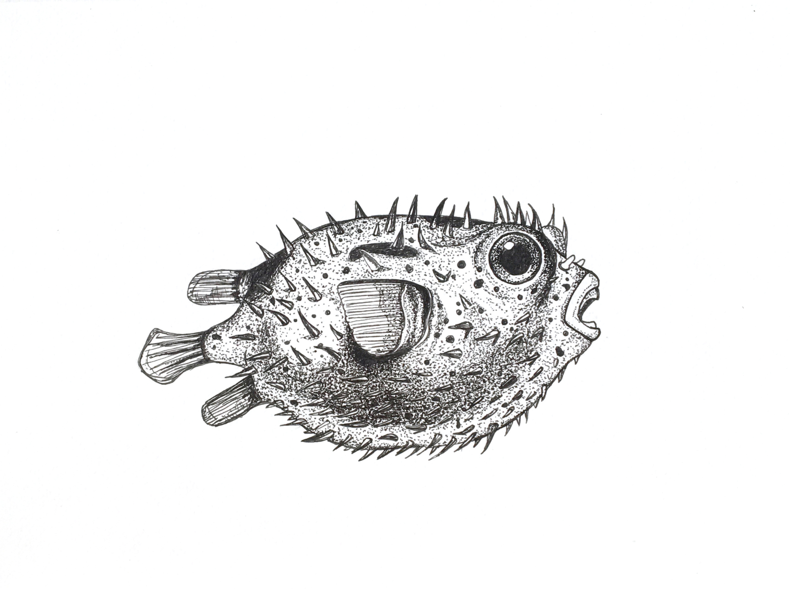 how to draw a realistic puffer fish