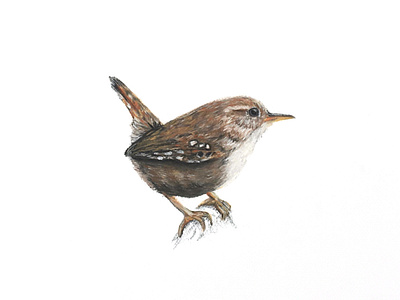 Little wren