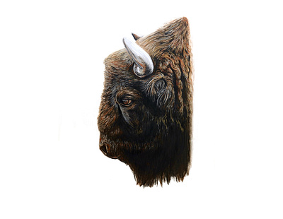 Buffalo art artwork drawing illustraion